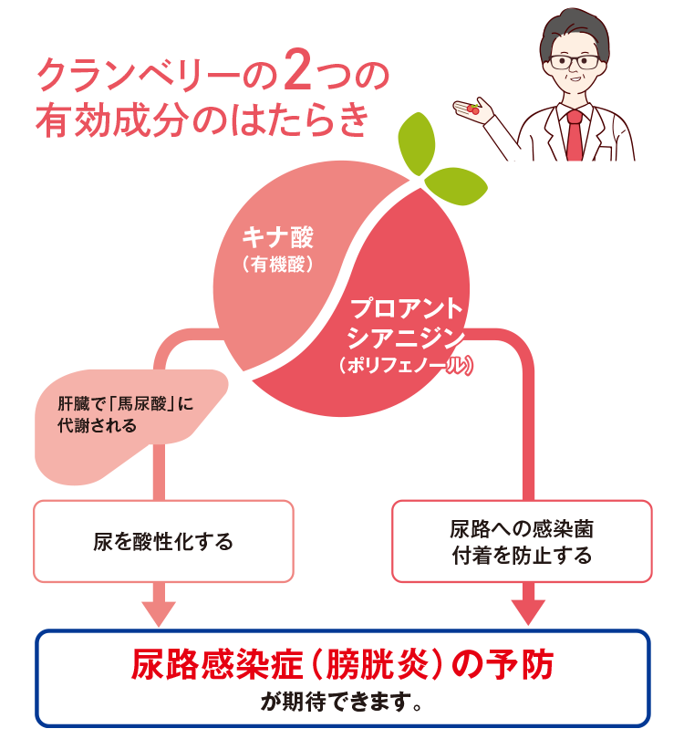 クランベリーの2つの有効成分のはたらきの図